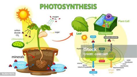 光合作用|Photosynthesis